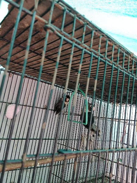 lovebird pair and (cages) 3