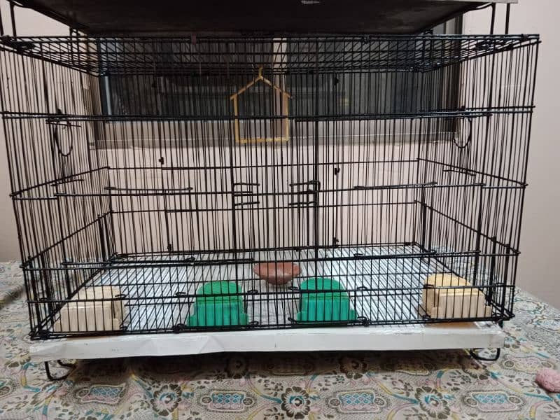 lovebird pair and (cages) 4