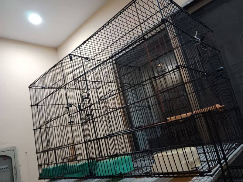 lovebird pair and (cages) 5