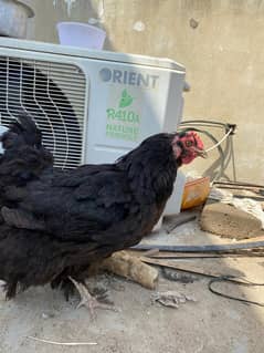 Hen black breeder pair