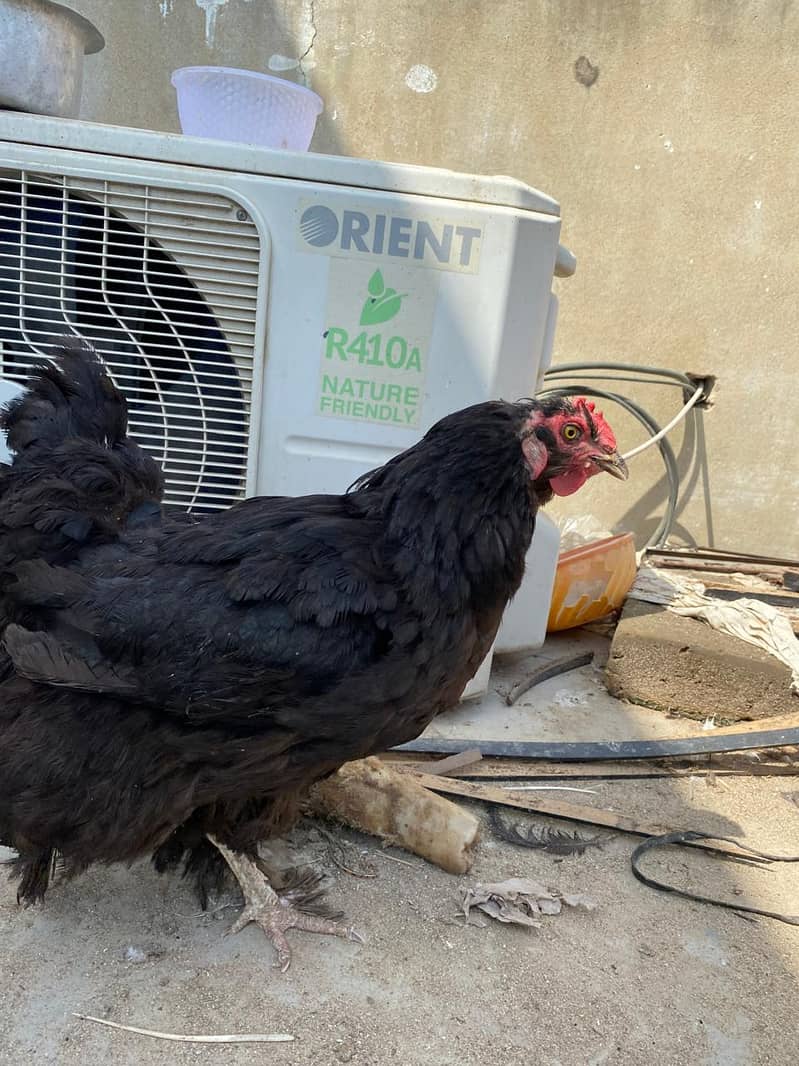 Hen black breeder pair 0