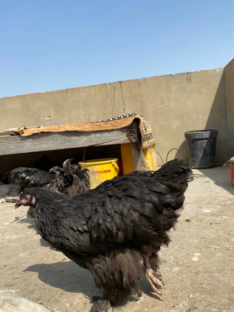 Hen black breeder pair 3