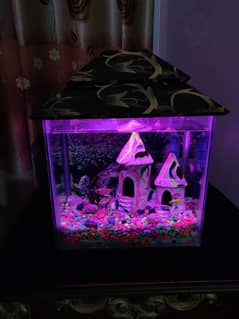 aquarium with fish for sell