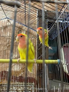 Love Birds Common Lutino Breeder Pair