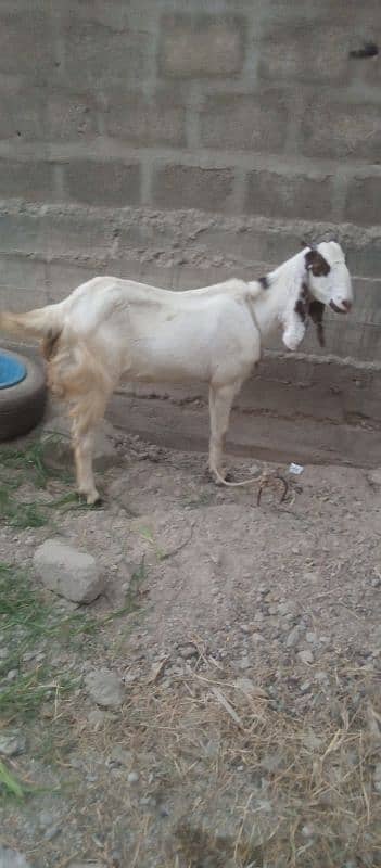 Gulabi Cross 4 Months Gabban Bakri 3