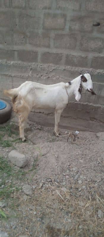 Gulabi Cross 4 Months Gabban Bakri 4