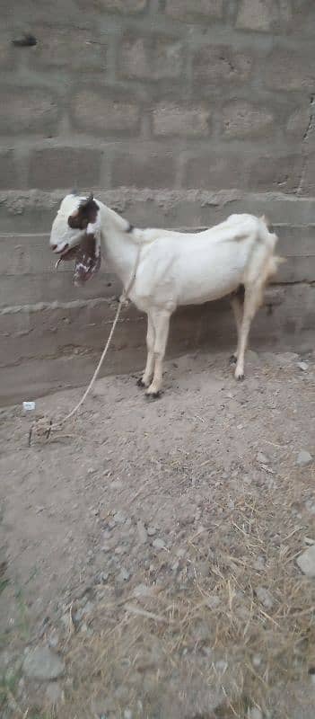 Gulabi Cross 4 Months Gabban Bakri 5