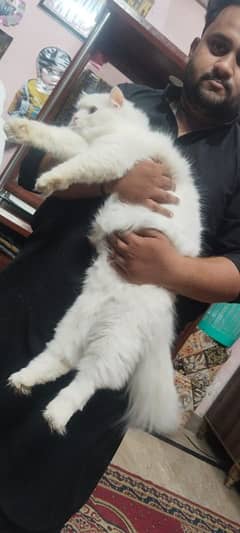 Pure Persian breed and grown up under full home care.