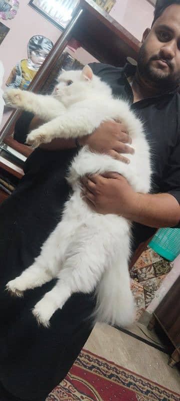 Pure Persian breed and grown up under full home care. 0