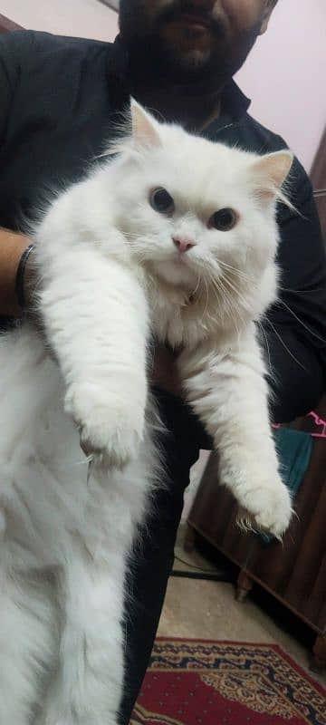 Pure Persian breed and grown up under full home care. 2