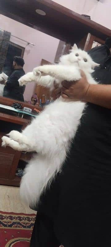 Pure Persian breed and grown up under full home care. 3