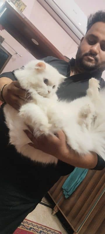 Pure Persian breed and grown up under full home care. 5