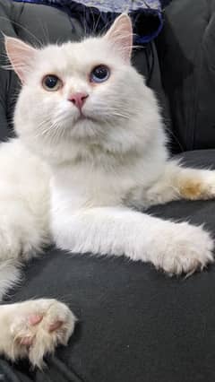 Male odd eyes white Persian triple coat