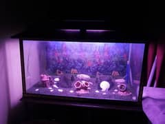 4x2x2 Feet Aquarium in 12mm Glass with all Accessories