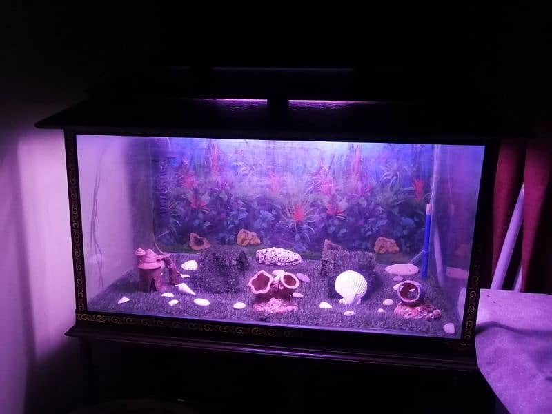 4x2x2 Feet Aquarium in 12mm Glass with all Accessories 0