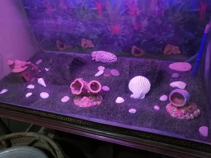 4x2x2 Feet Aquarium in 12mm Glass with all Accessories 2