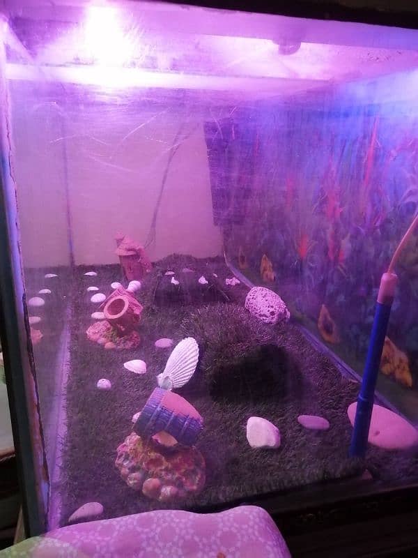 4x2x2 Feet Aquarium in 12mm Glass with all Accessories 3