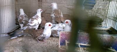 Pied doves for sale