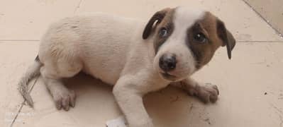 Labrador Puppy 1-3 Months Age