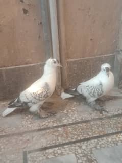 Swellow chari blue yang bredar pair available