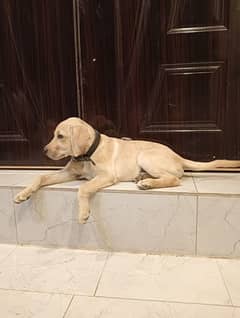 Labrador puppies for sale in Lahore