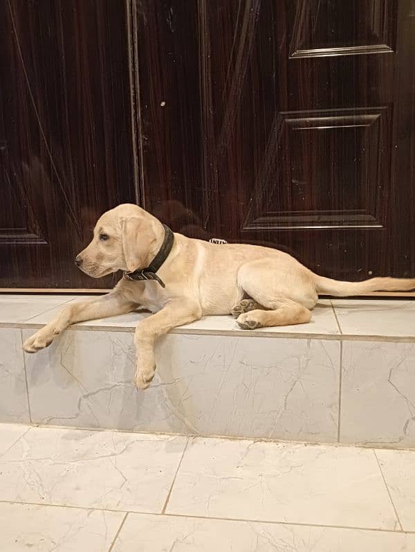 Labrador puppies for sale in Lahore 0