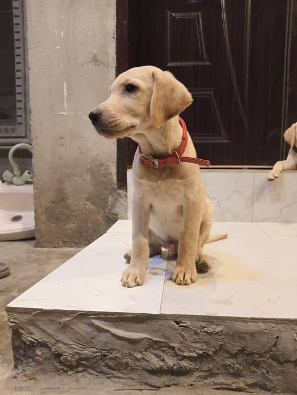 Labrador puppies for sale in Lahore 1