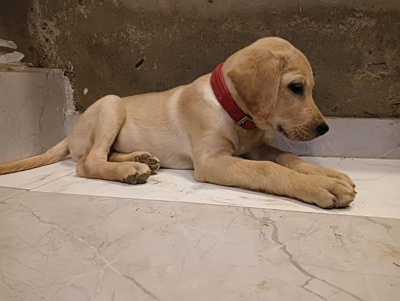 Labrador puppies for sale in Lahore 2