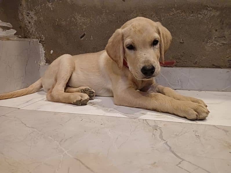 Labrador puppies for sale in Lahore 3