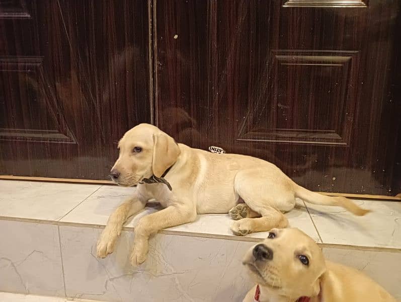 Labrador puppies for sale in Lahore 4