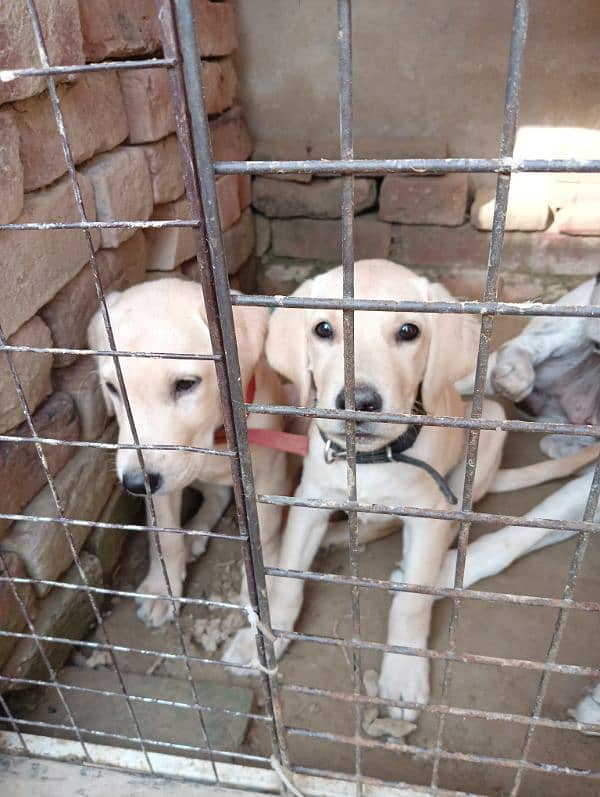 Labrador puppies for sale in Lahore 5