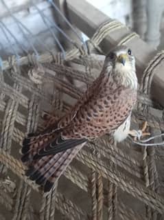 Common kestrel