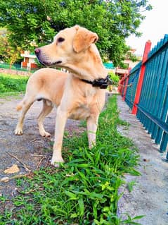 Labrador male dog