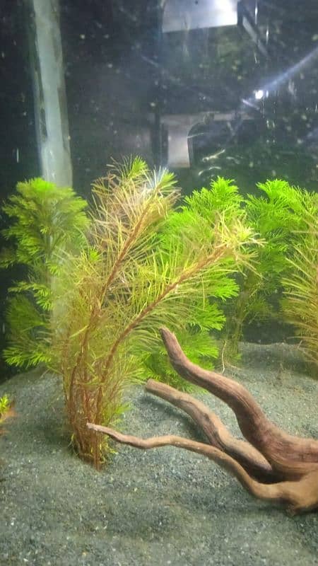 Gold fish Betta fish live plants driftwood 1