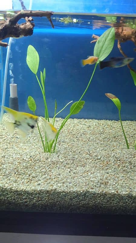 Gold fish Betta fish live plants driftwood 2