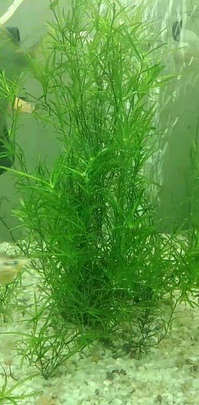 Gold fish Betta fish live plants driftwood 15