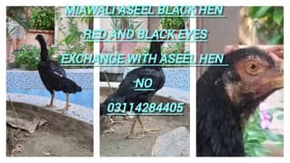 black hen miawali  ha or murga jawa and thai ka cross ha  b