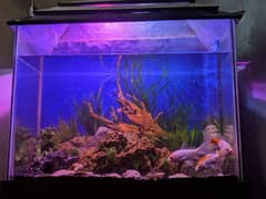 aquarium with fish and stand 0