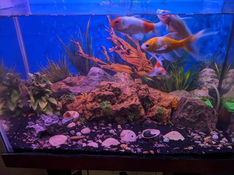 Complete aquarium with fish and stand 1