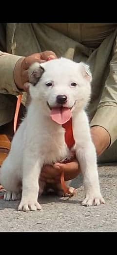 pure afghan kuchi male puppy urgently sale