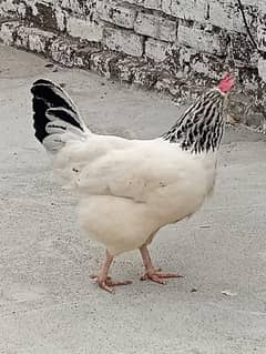 hen