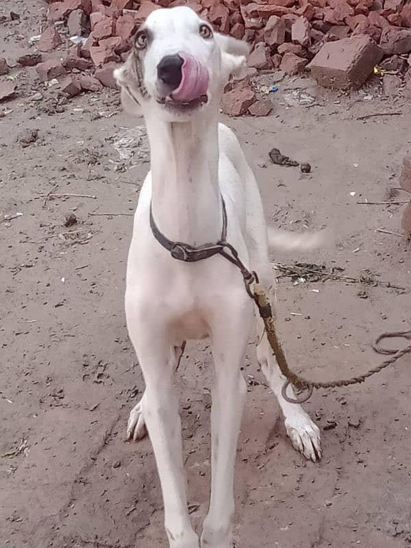 Full white breed grey hound 06 months 1