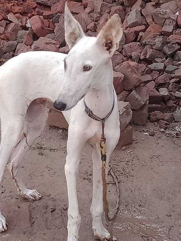 Full white breed grey hound 06 months 2