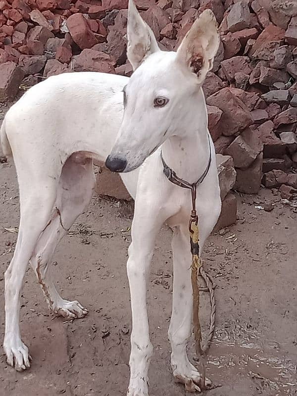 Full white breed grey hound 06 months 3