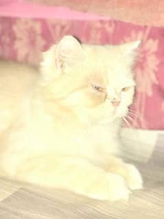 punch face pregnant Female cat 03032669466