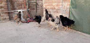 Egg laying hens 4 and 1 male for sale