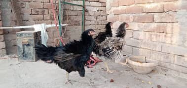 Egg laying hens 4 and 1 male for sale 0