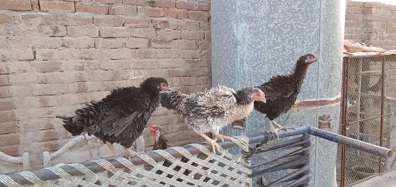 Egg laying hens 4 and 1 male for sale 2