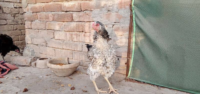 Egg laying hens 4 and 1 male for sale 3