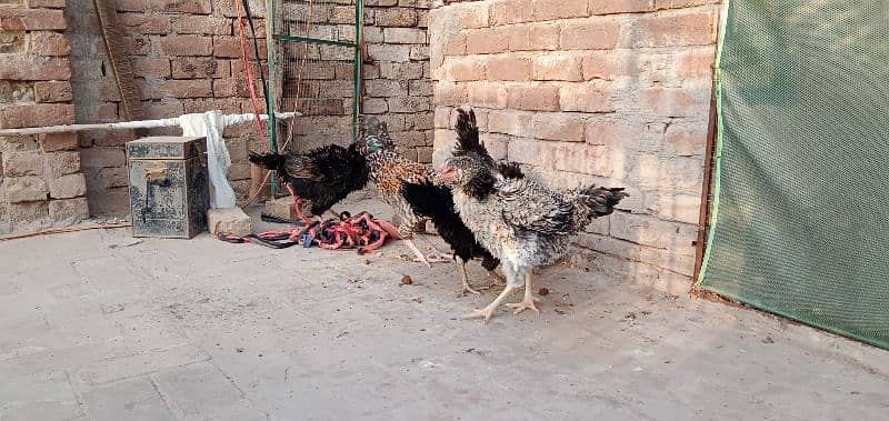 Egg laying hens 4 and 1 male for sale 5